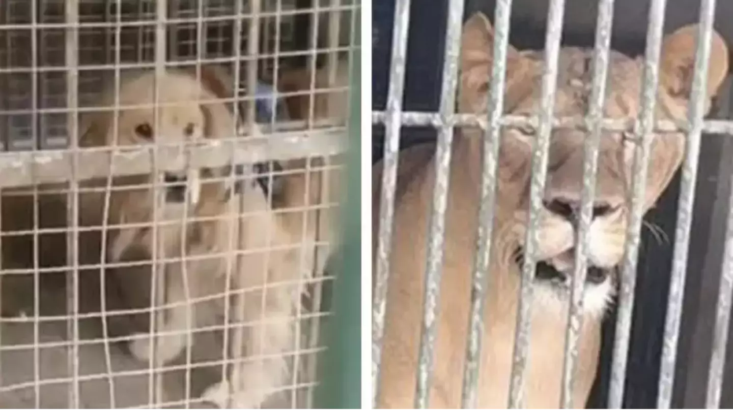 Chinese zoo tried to pass off a golden retriever as a lion