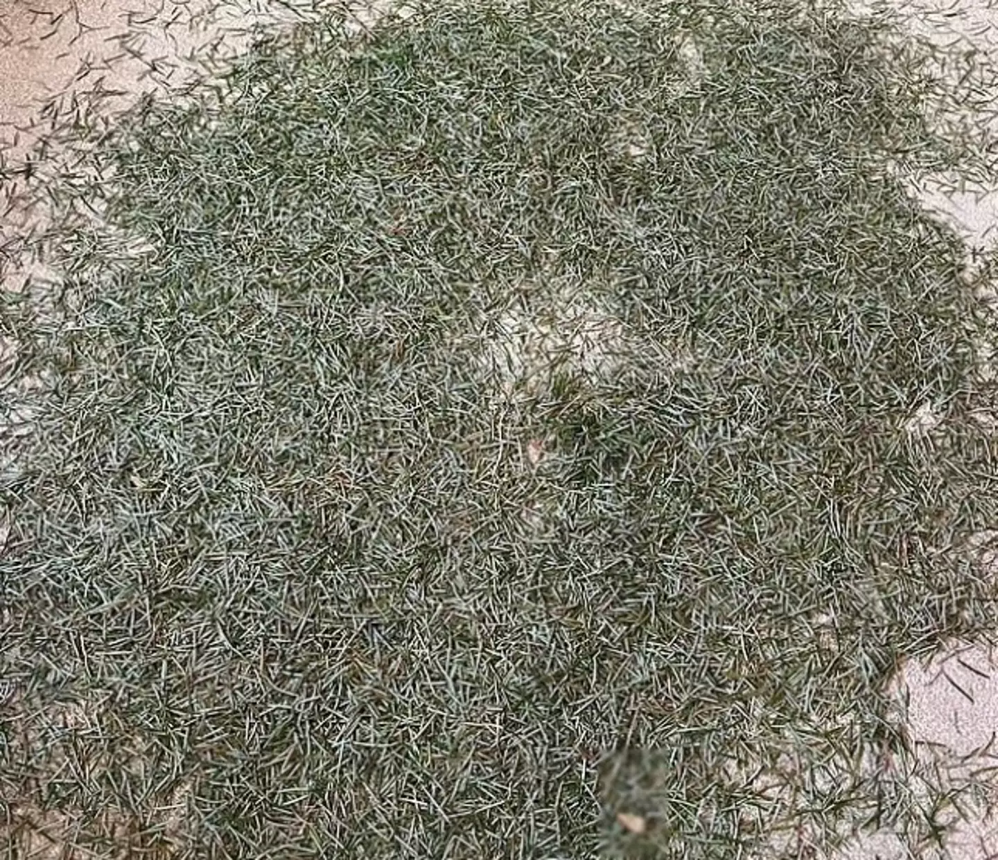 The woman showed how badly her Christmas tree had shed.