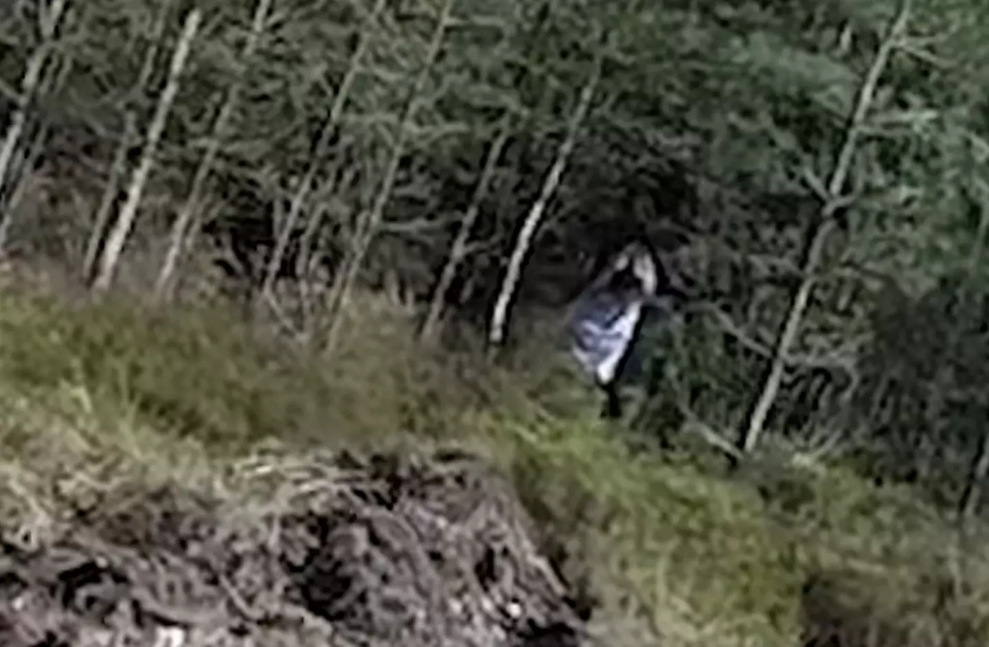 Is it a ghost, or just someone playing dress-up?