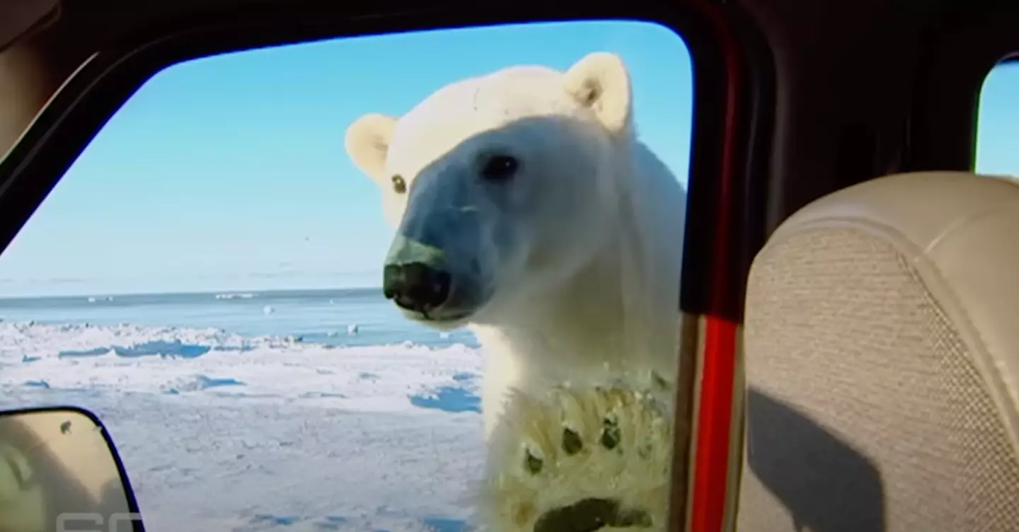 The hungry polar bear chomped on the car.