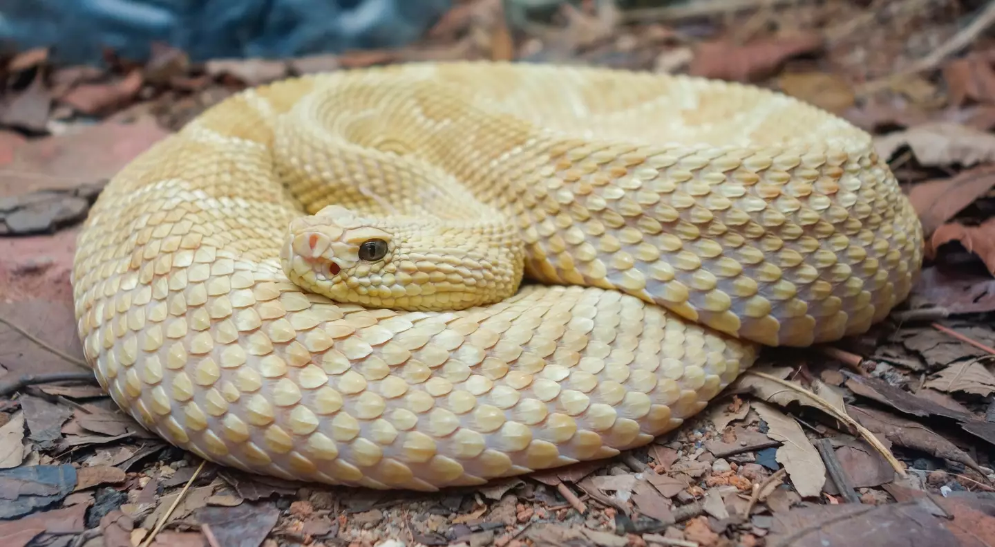 The golden lancehead.