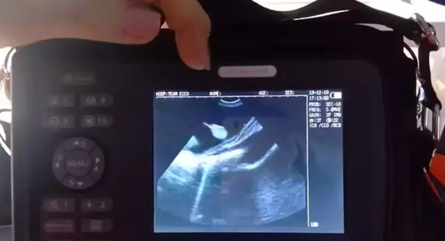 An ultrasound revealed that Charlotte was pregnant, and experts think this is parthenogenesis, where a female produces an embryo despite having no fertilised egg.
