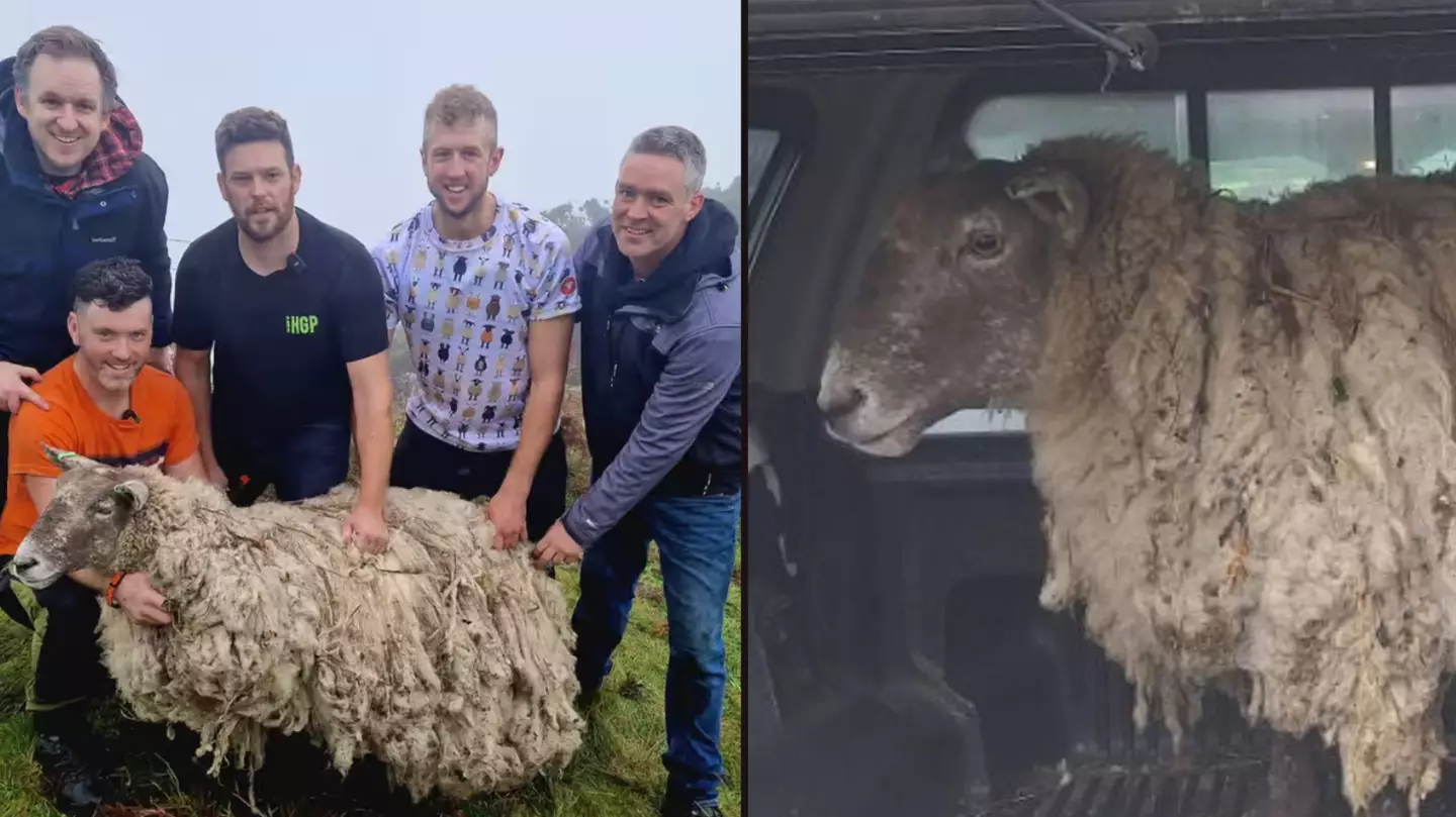 Britain’s ‘loneliest sheep’ left stranded on a rock for two years is finally rescued