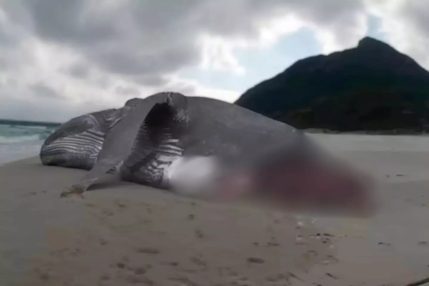 Graphic images of dead whales were used in the documentary (Discovery/YouTube)