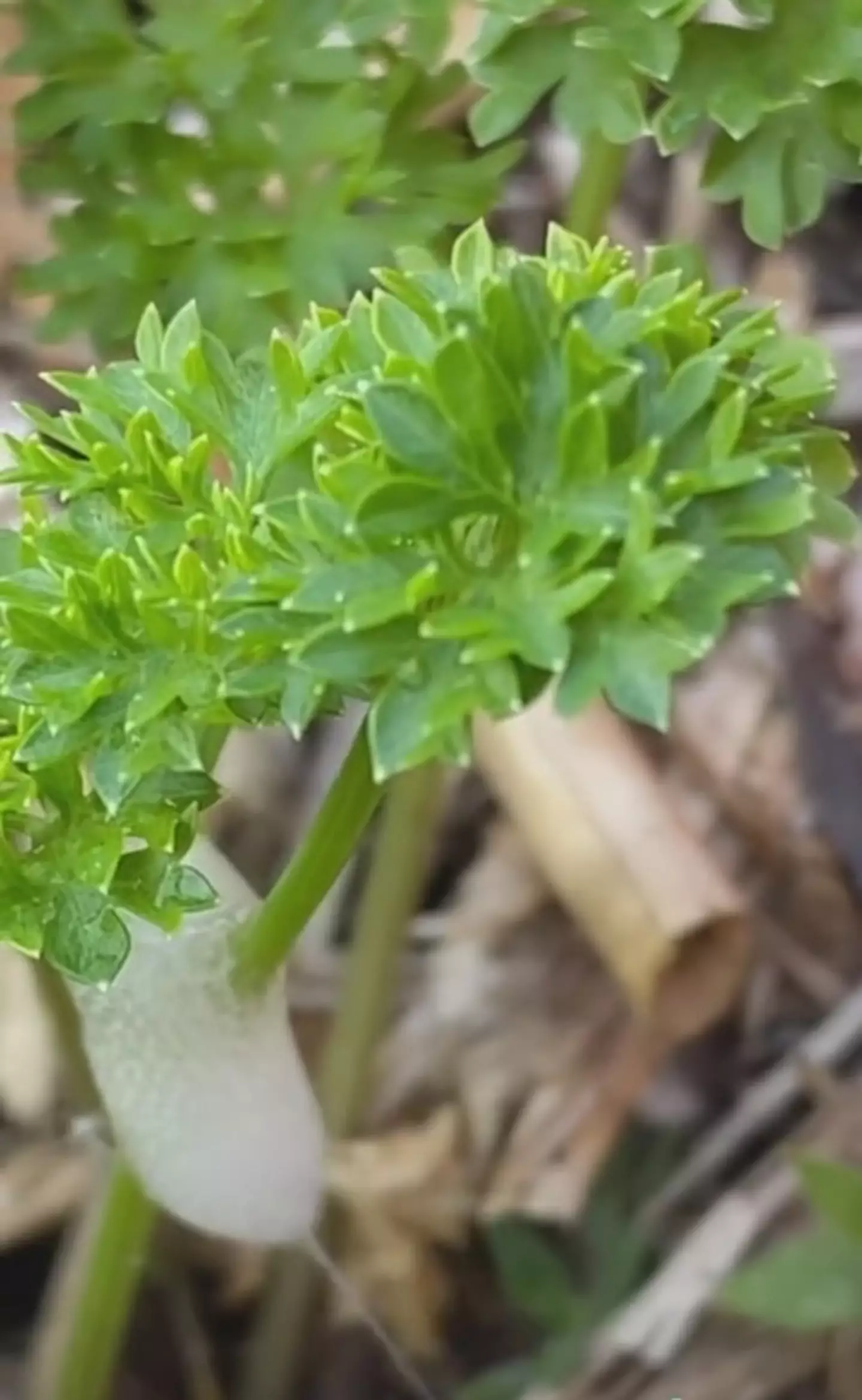 TikTok creator Nataplant showcased what's inside the balls of froth.