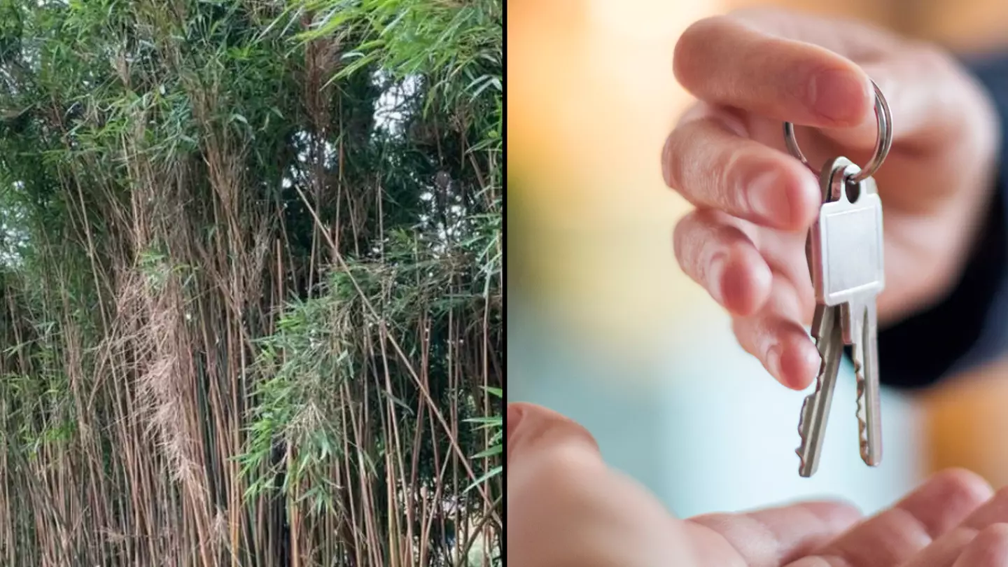 Woman about to buy first house withdraws offer after spotting a 'red flag' in the garden