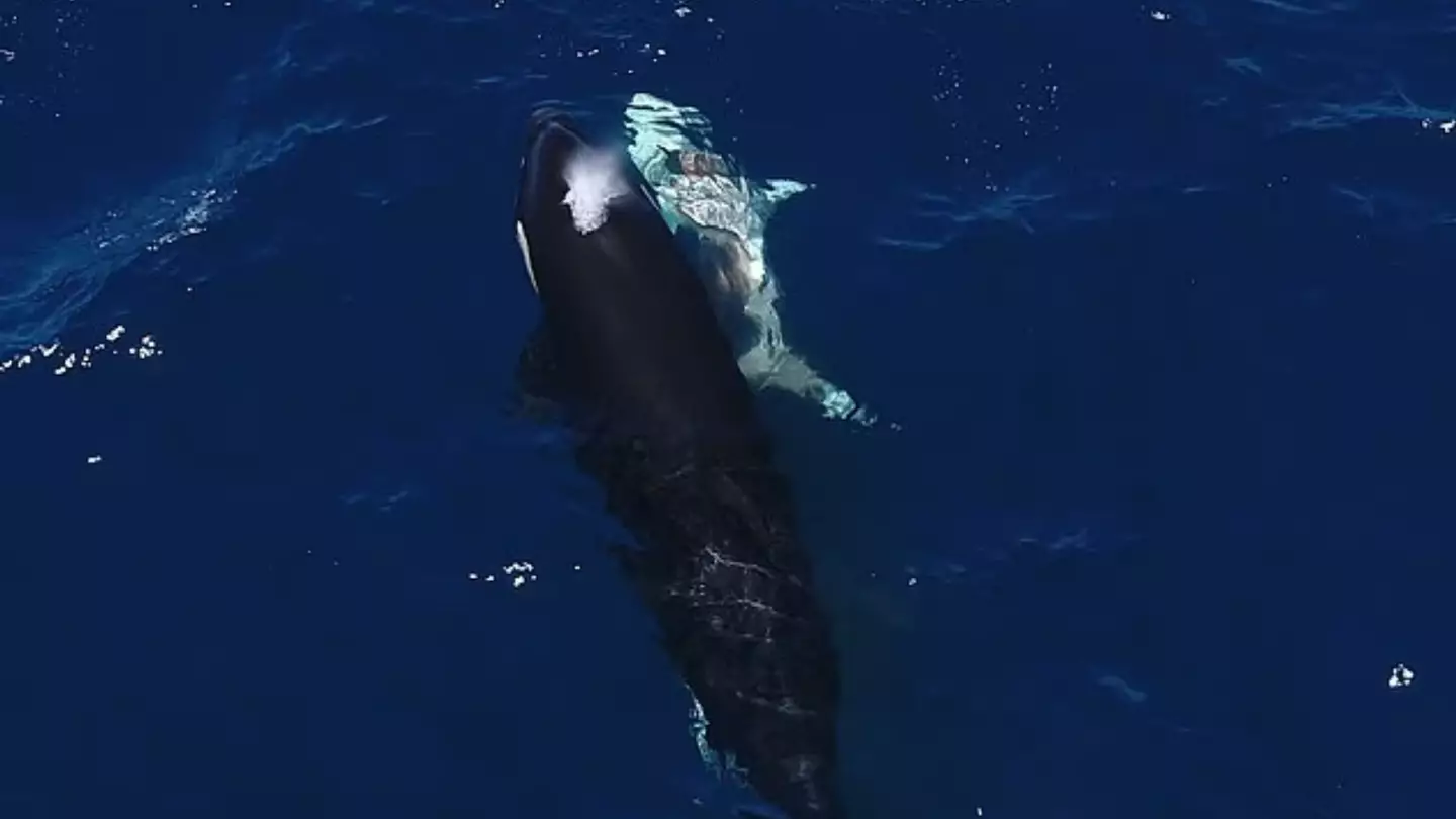 Marco Villegas and Erick Higuera