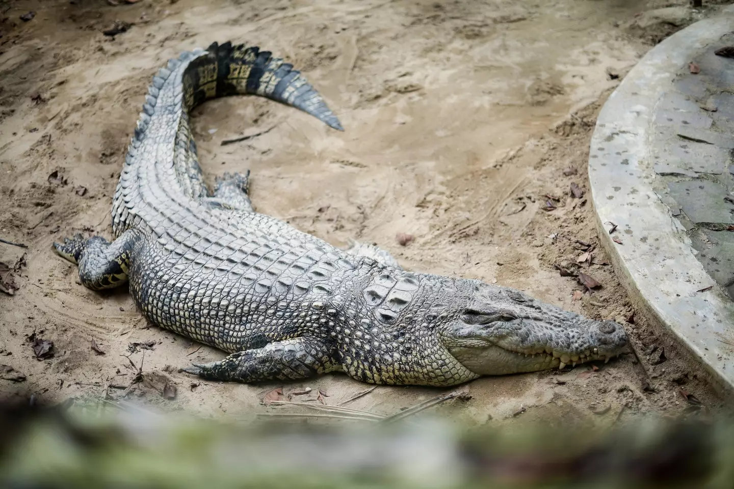 Crocodile attacks are on the rise in Indonesia (Getty Stock Images)