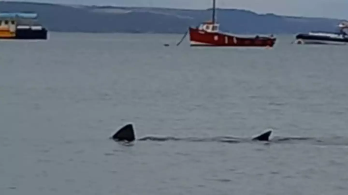 Horrified Sailor Spots Huge Shark Lurking By Popular UK Beach