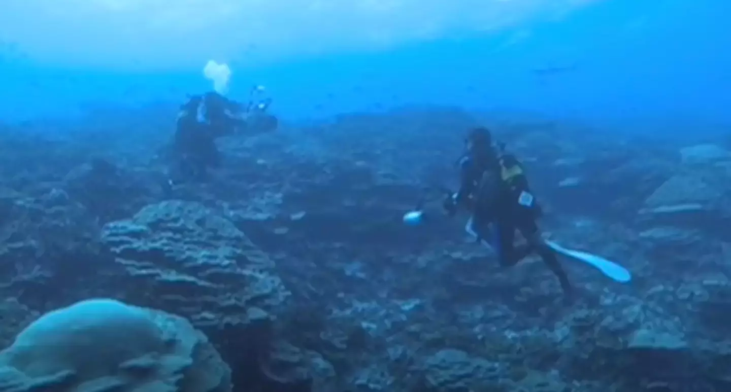 Sala explored the wildlife of Vostok's rich coral reefs (National Geographic)