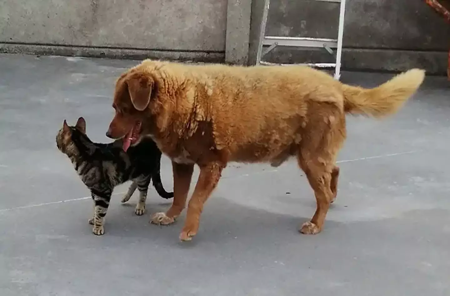 Bobi and one of his cat companions, Ceguinho in 2022.