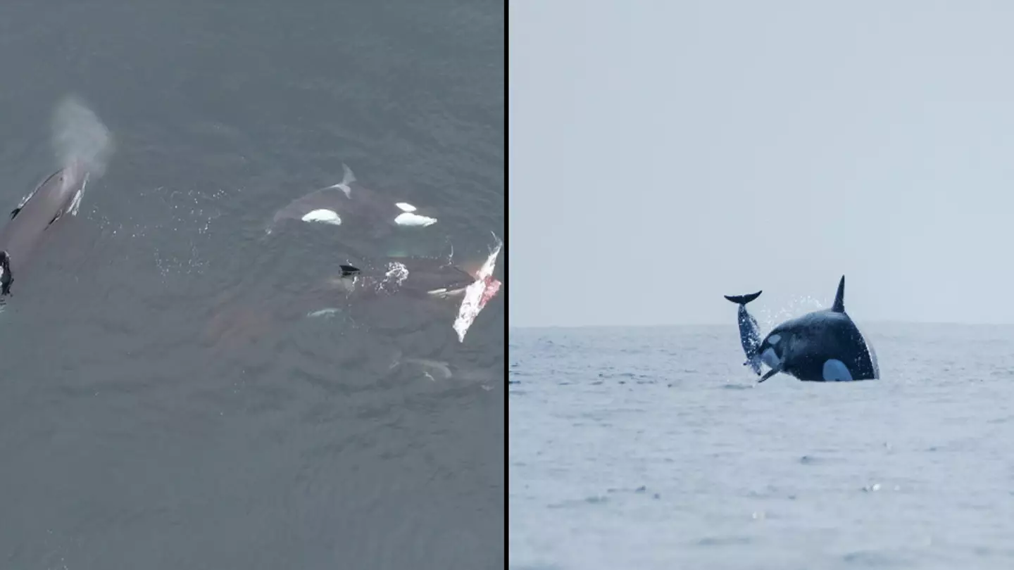 New footage shows terrifying reality of the sea as killer whales hunt down and attack dolphin