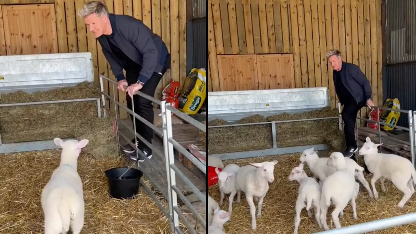 Critics Slam Gordon Ramsay For Posting Video Where He Selects Lamb For Slaughter
