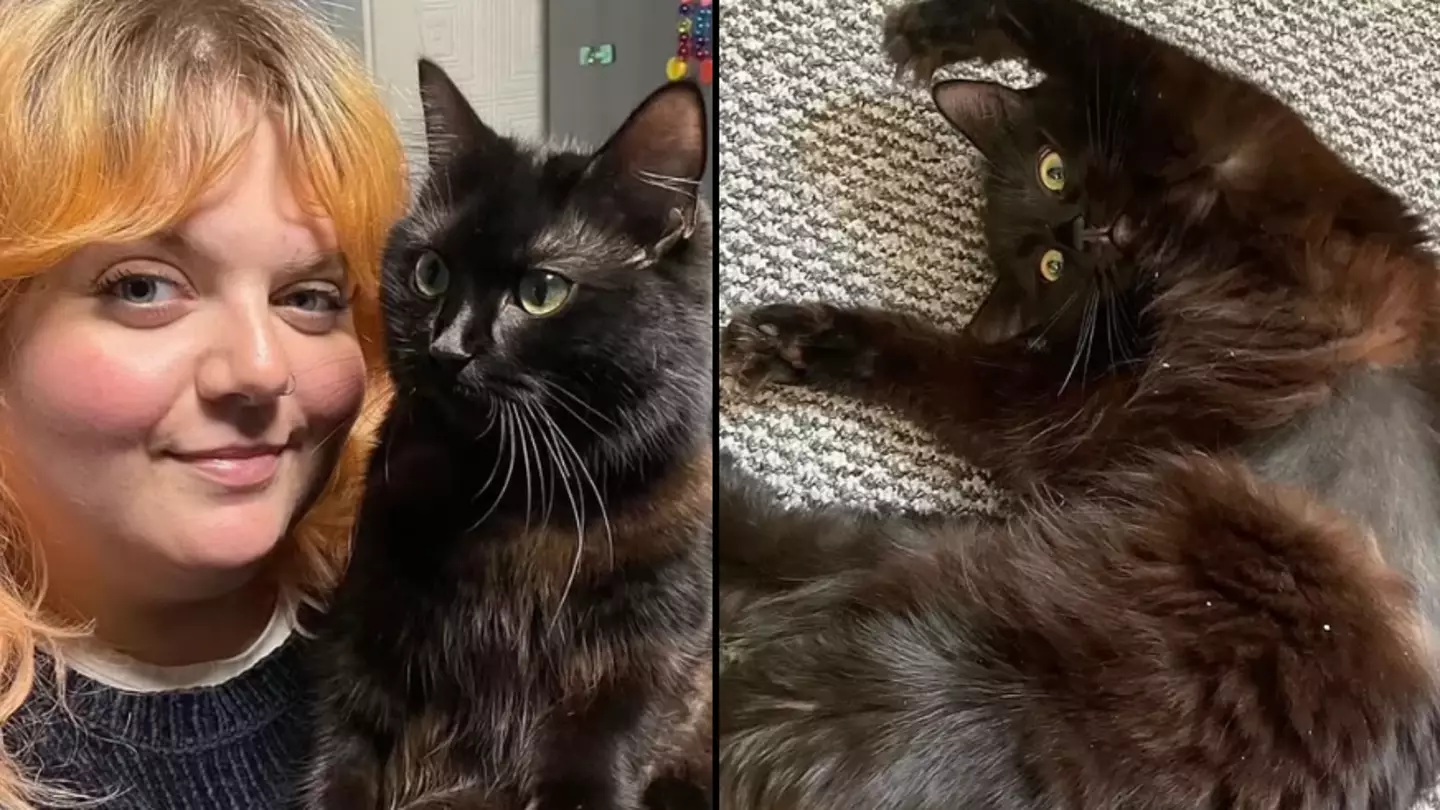 Woman spends $12,500 at the vet only to be told her cat is just weird