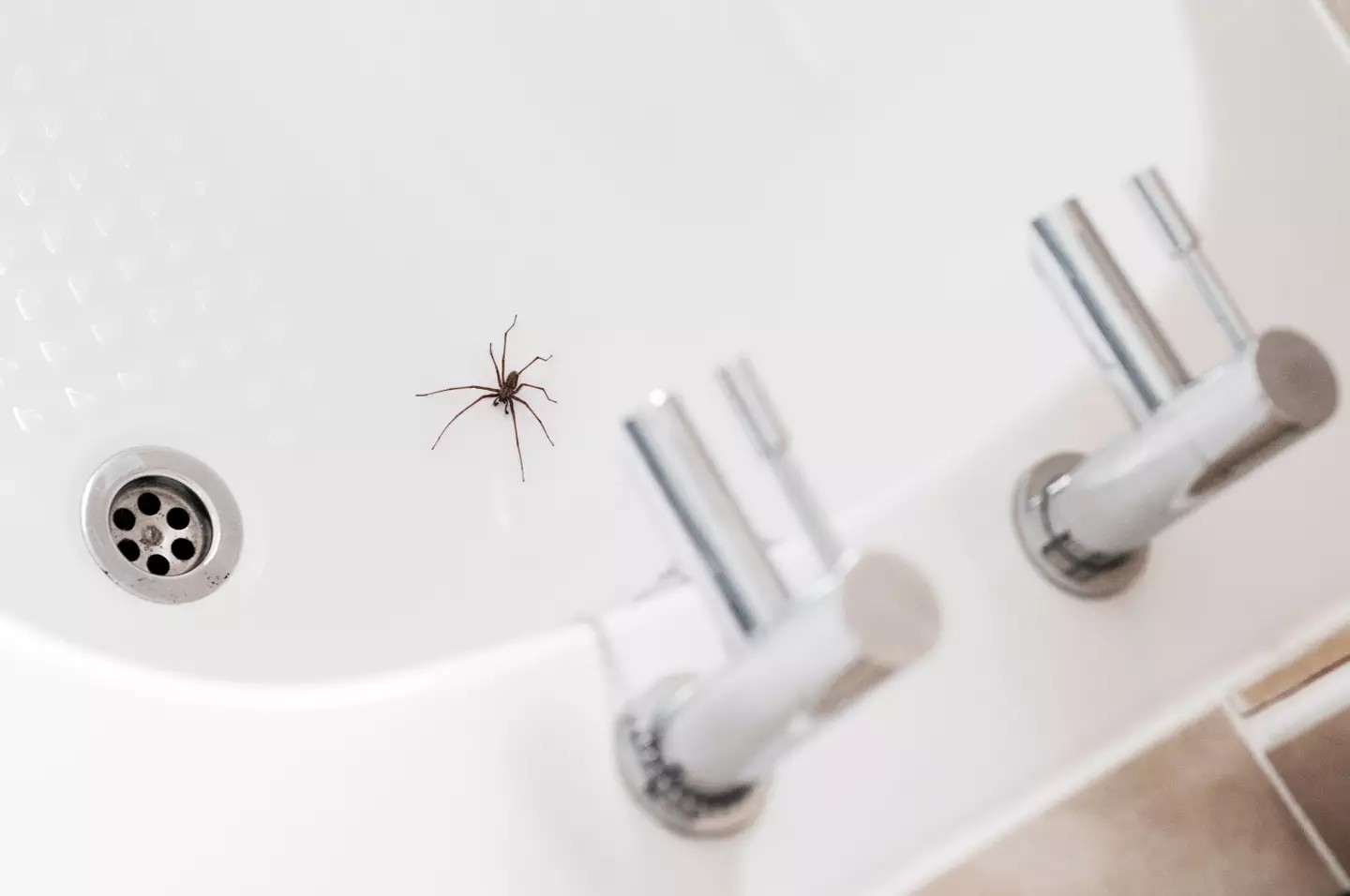 Black widow spiders are invading the UK (Getty/tbradford)