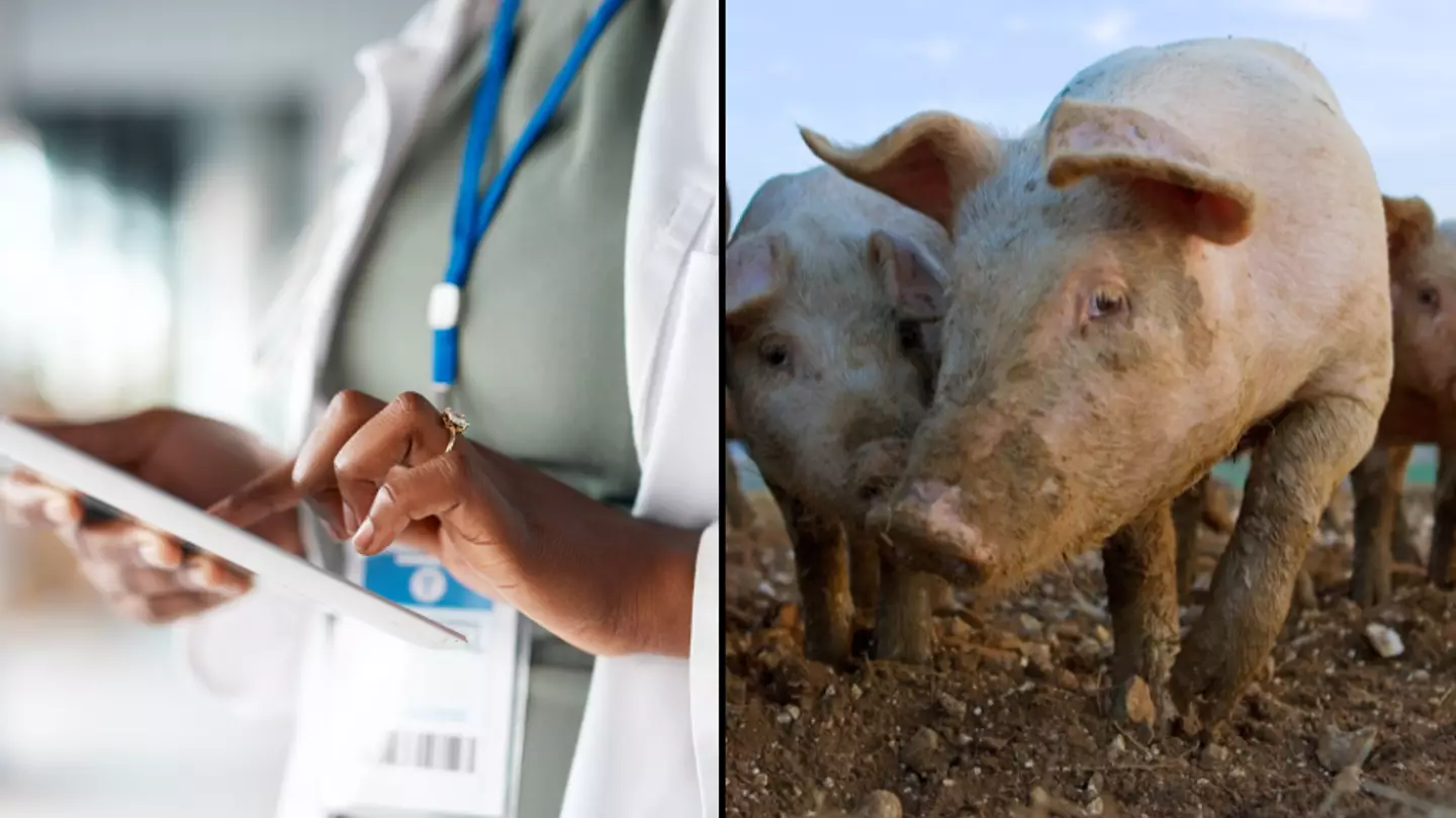 First human case of swine flu strain discovered in UK