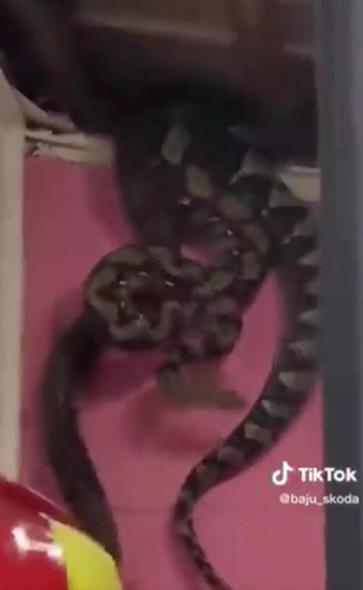 Even if you don't have a fear of snakes (Ophidiophobia) you will do soon enough.