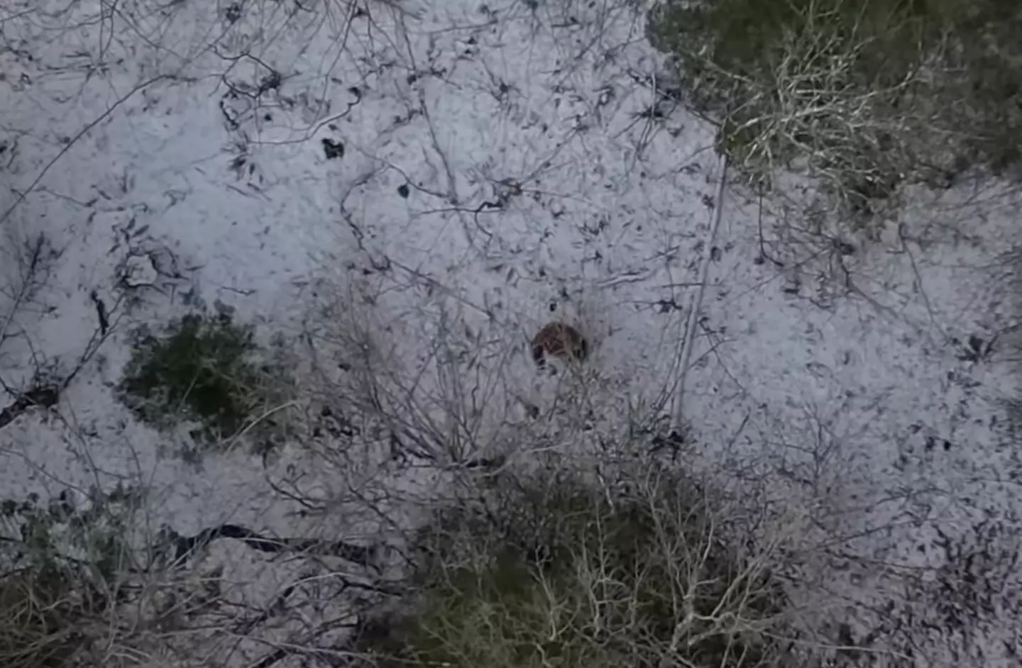 Drone footage of 'Bigfoot' has been doing the rounds on TikTok.