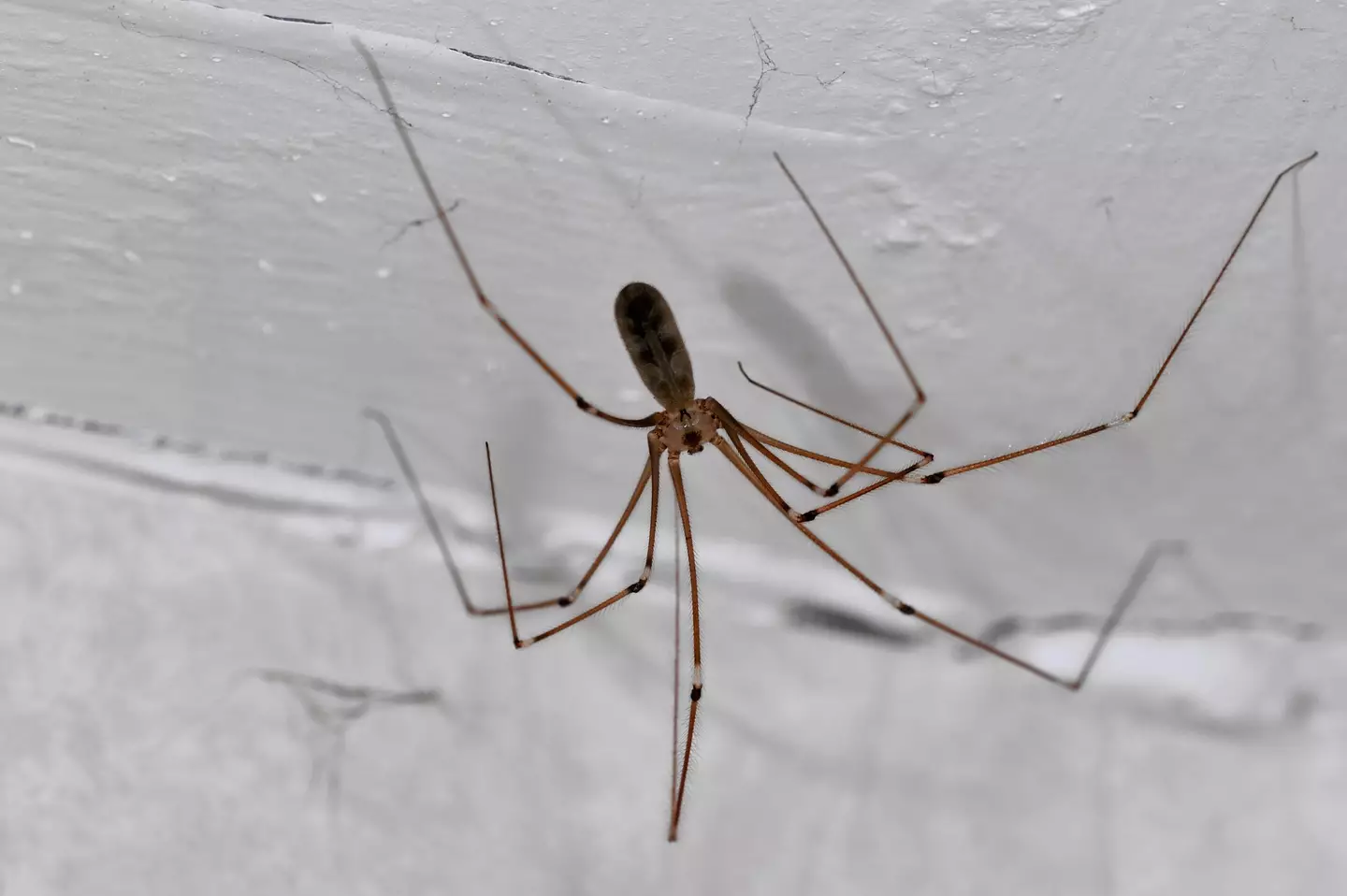 The cellar spider, another creepy crawly we refer to as a daddy long legs.