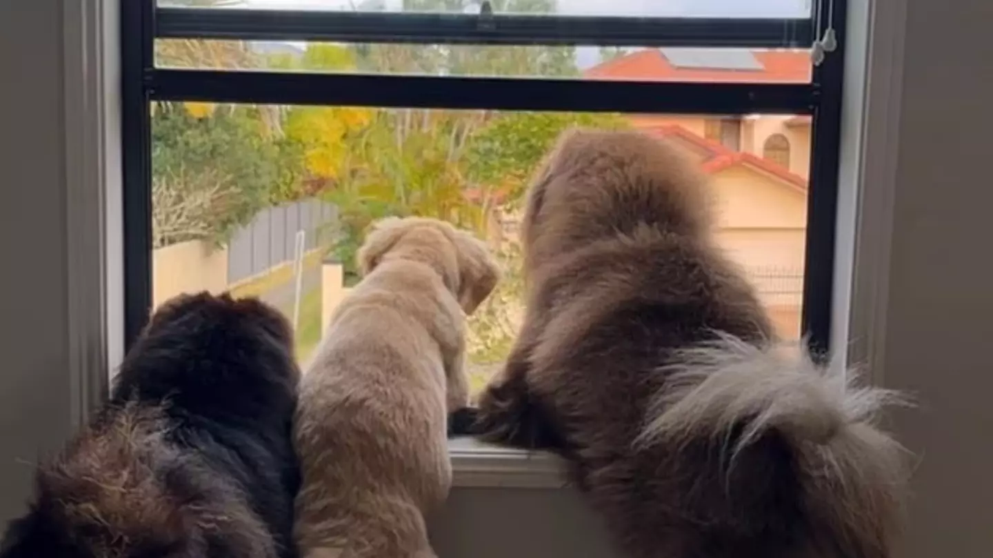 Woman loses £25,000 after posting video of her dogs to Instagram