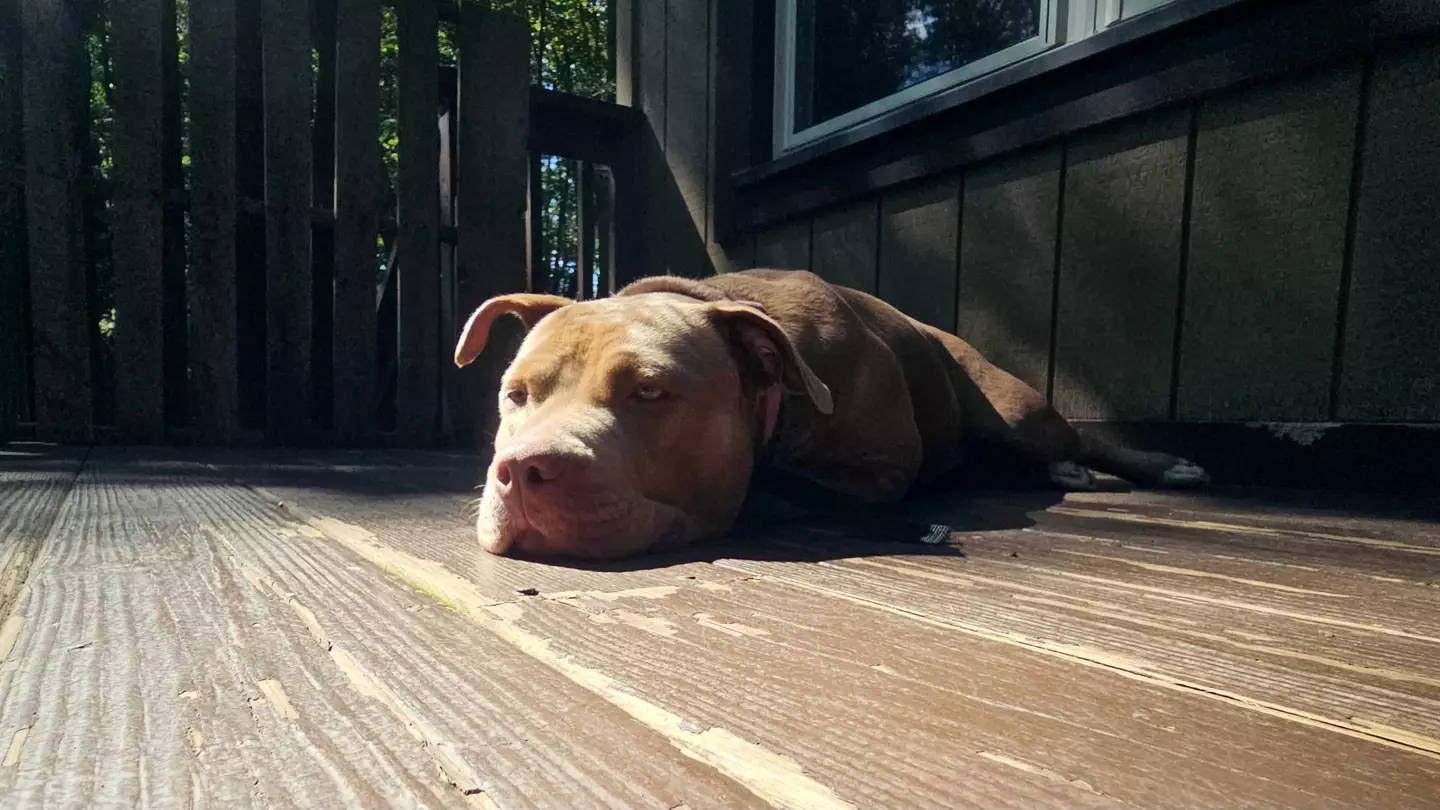 The breed is now banned in England and Wales.