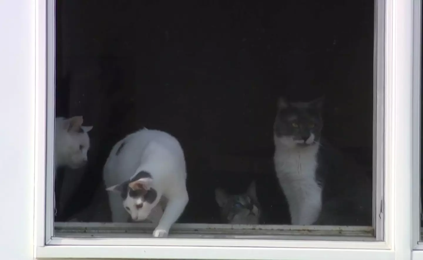 Nearly 100 felines, both dead and alive, were found at the Long Island property (News12)
