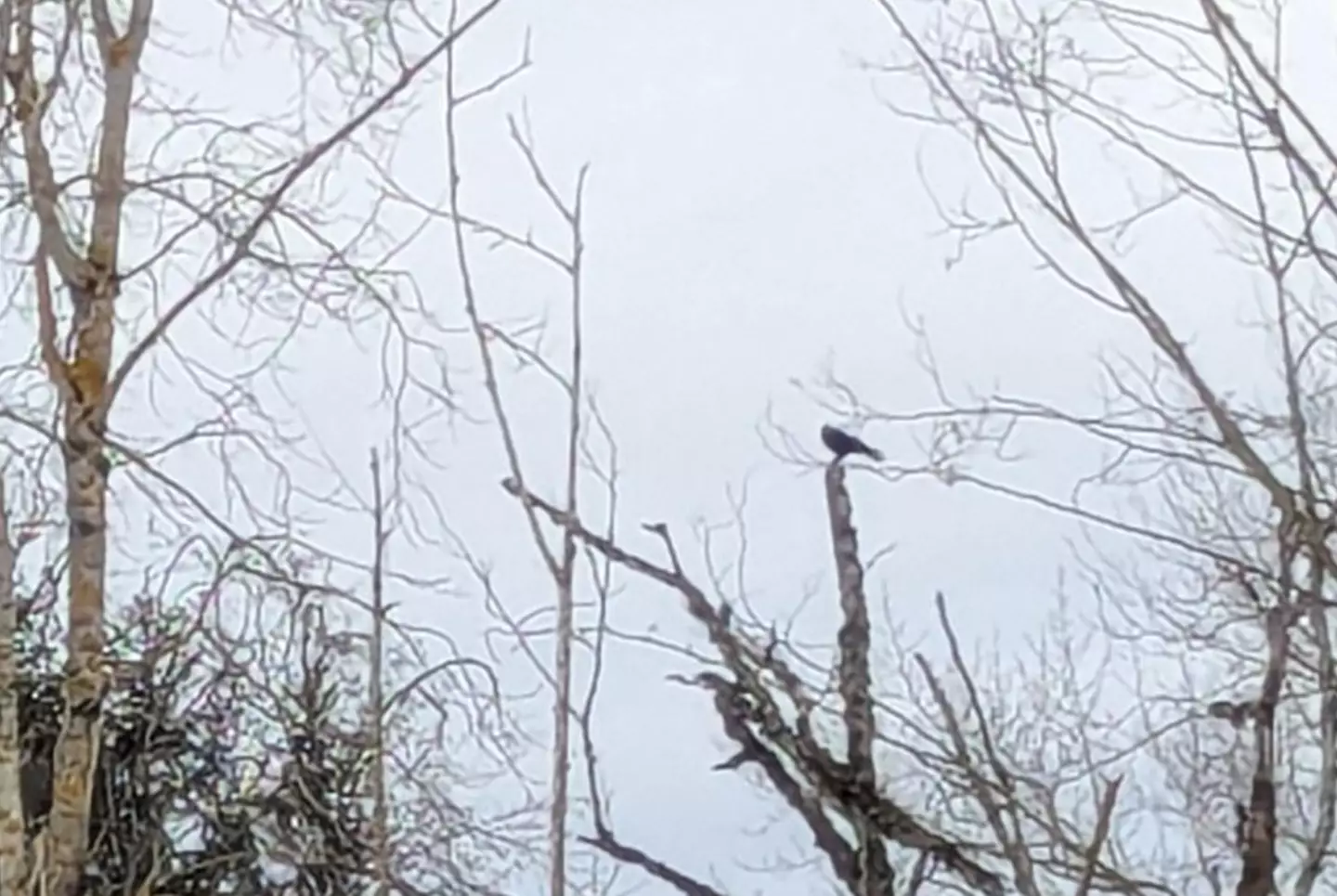 Hello, bird. (Reddit)