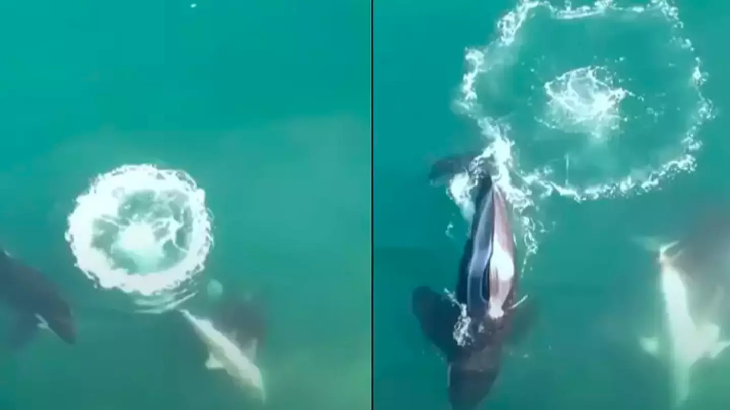 Incredible aerial footage of killer whales hunting and killing great white sharks shows terrifying reality of nature