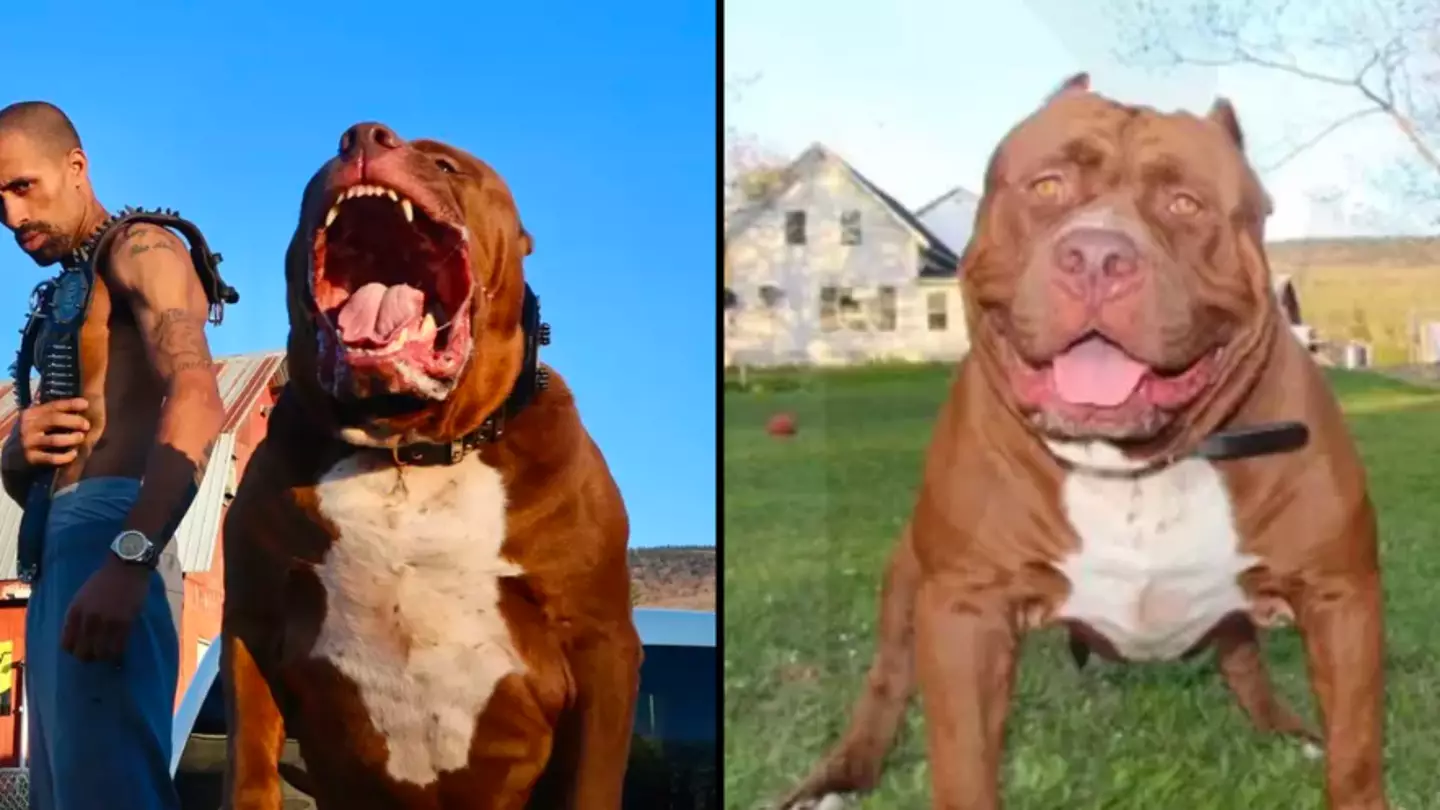 Man who claims illegal offspring of world’s biggest Pitbull are in UK shares how people cheat the system