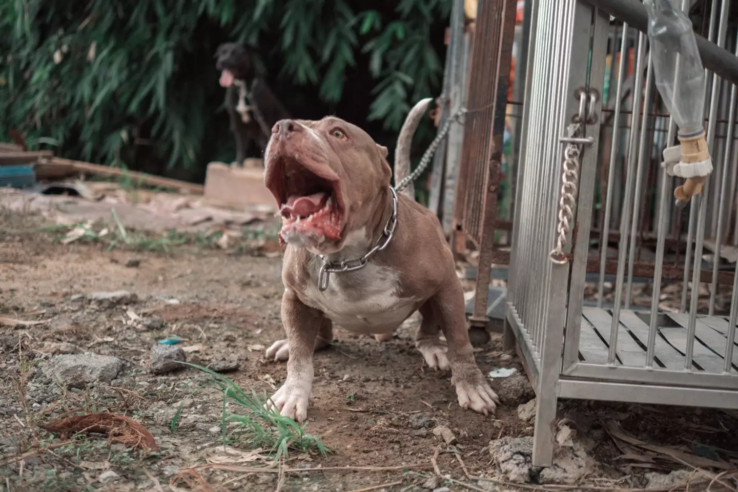 The XL bully is the largest of the American bully types.
