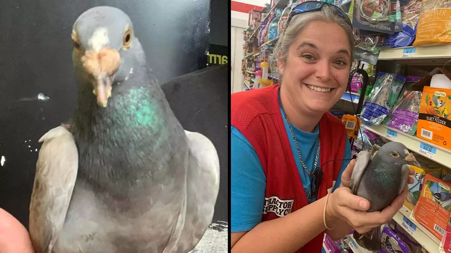 UK Pigeon Discovered 4,000 Miles From Home In US After Getting Lost On The Way To Newcastle