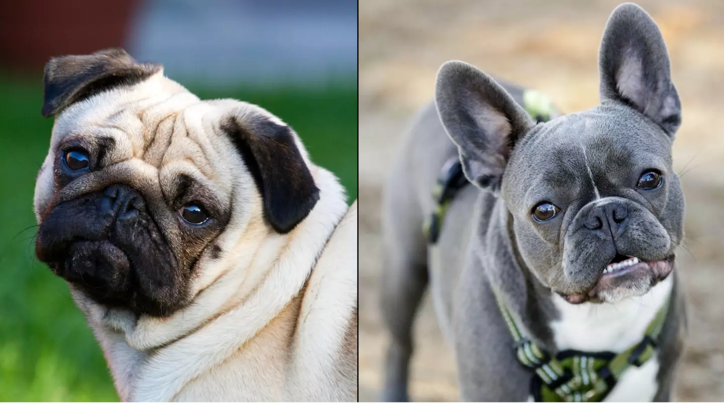 Pugs And French Bulldogs Could Be Banned In UK With Calls For New Crackdown