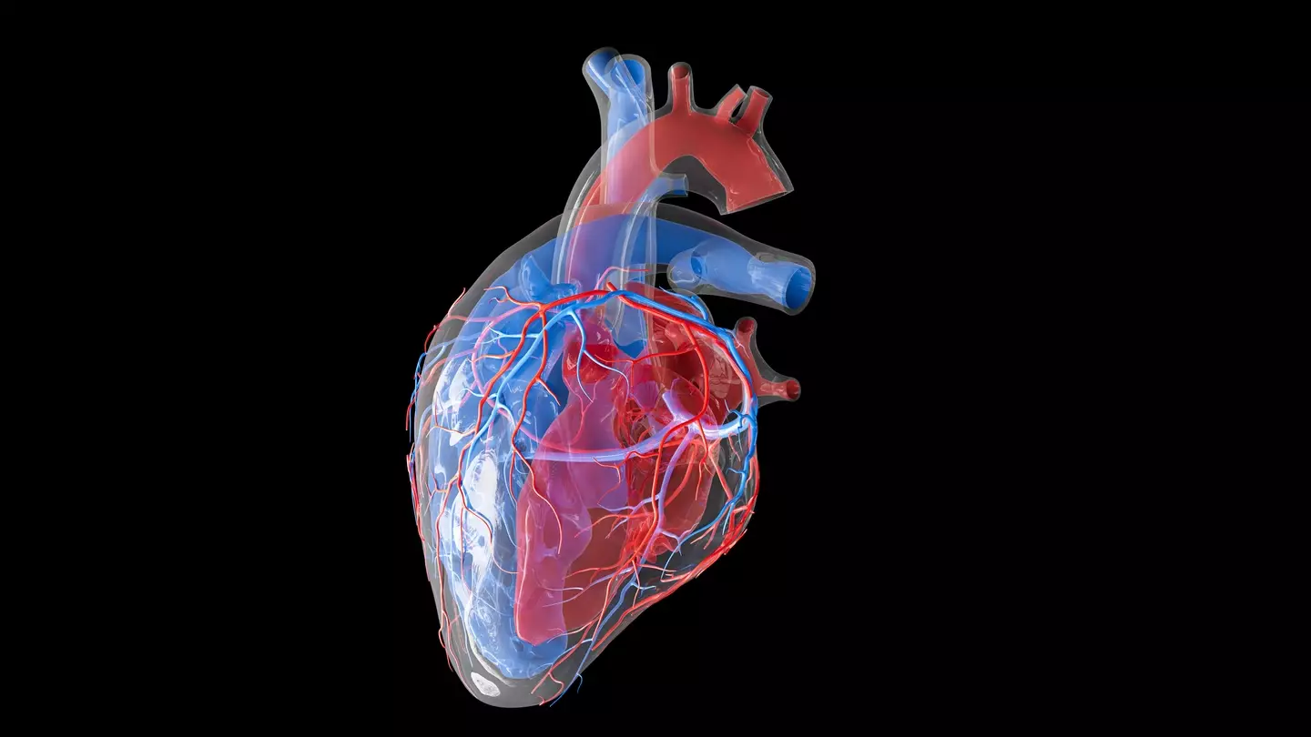 Scientists believe the presence of a protein within the aorta could be contributing towards accelerated ageing (Getty Stock)