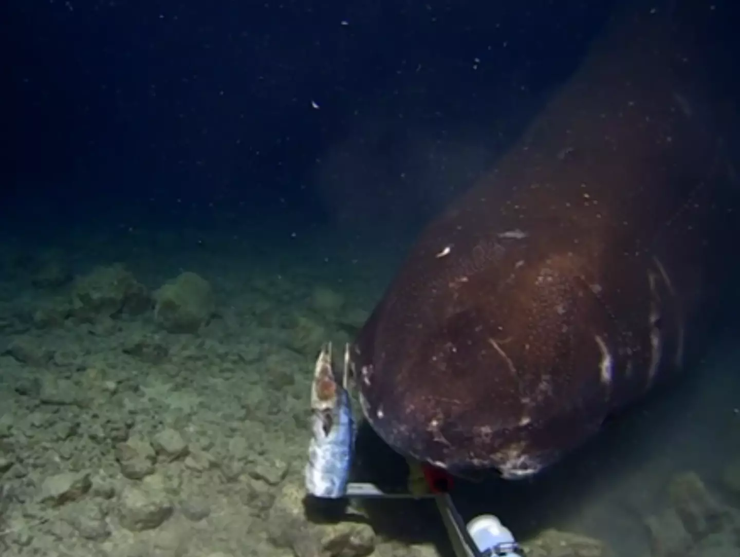 The big shark had a bit of a nibble of the camera, giving a good look at what being eaten by it would be like, before moving onto the bait. (The Tonga Trench Expedition)