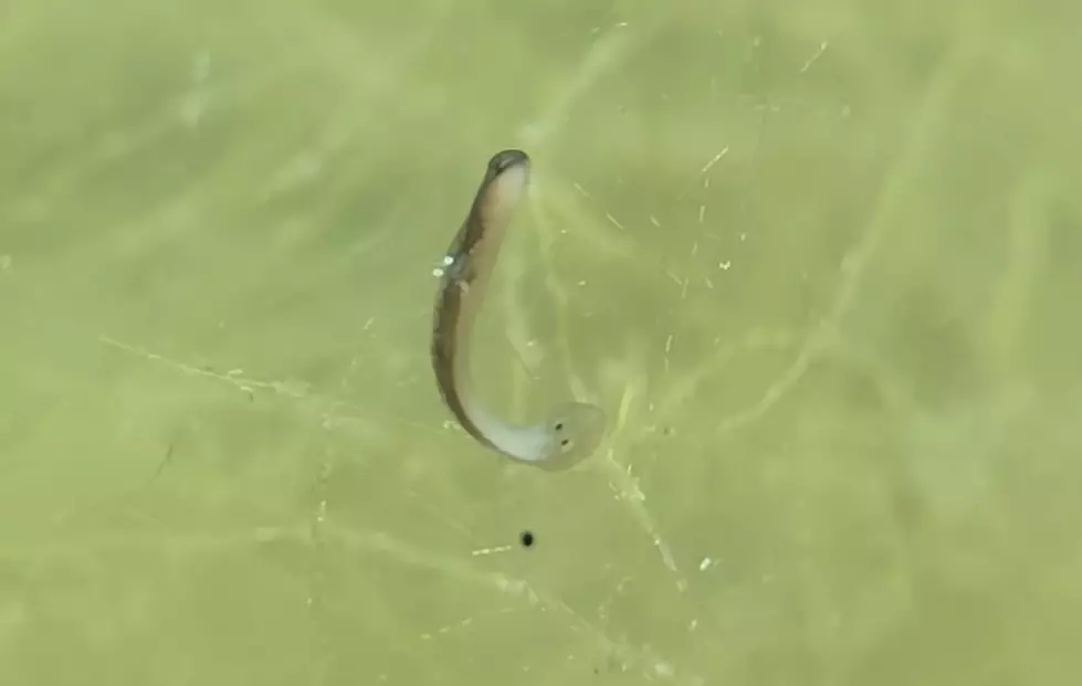 Flatworms, perhaps the most surprising creature in the jar (YouTube/@HabitatForge)