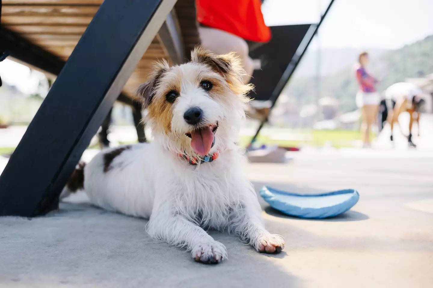 That's right, cute little Jack Russells were responisble for the most bites.