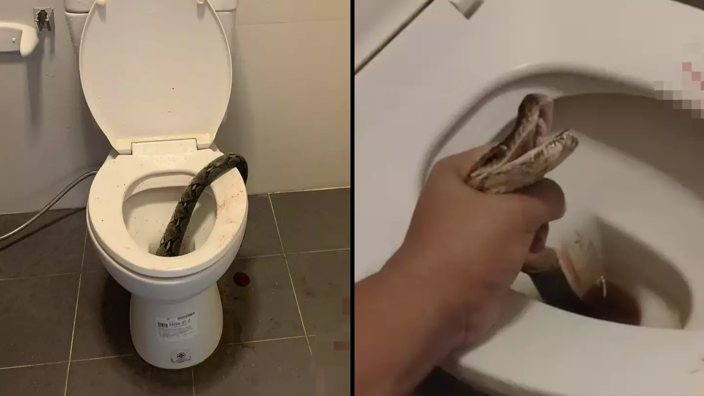 Man gets bitten in the testicles by 12-foot python while sitting on the toilet