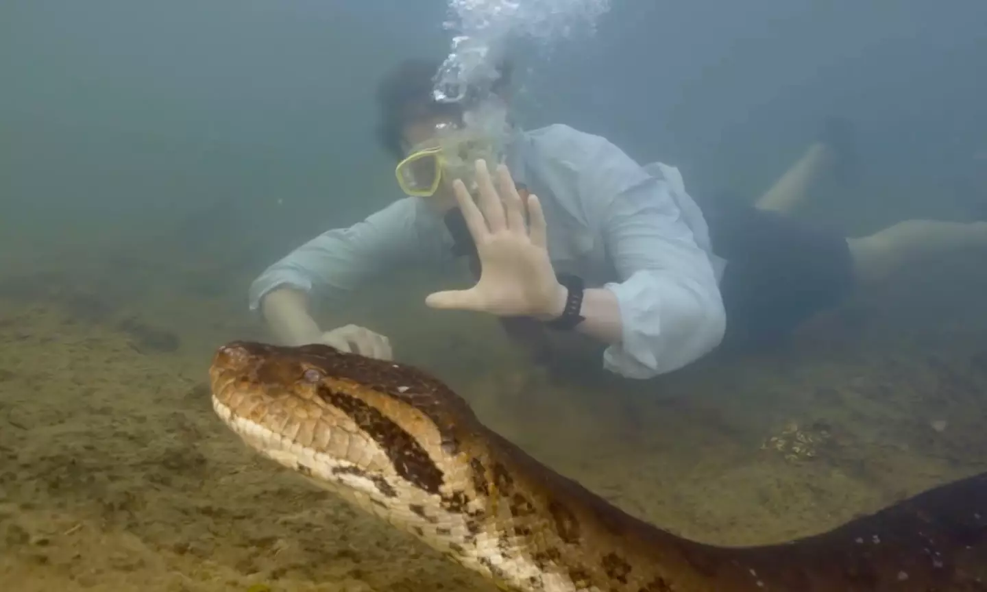 Scientist Professor Freek Vank said it was the biggest snake he’d ever seen.