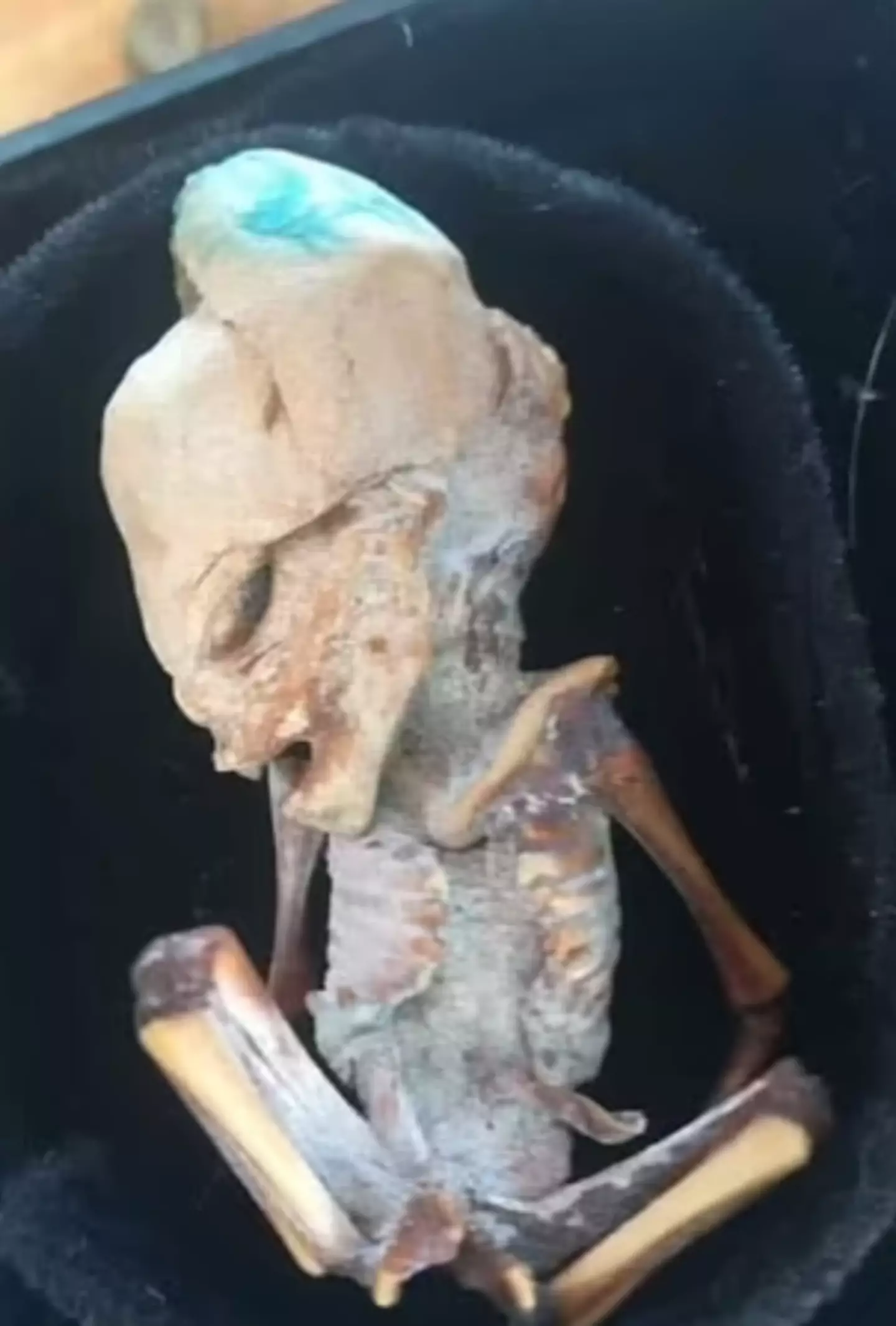 Spanish alien researcher, Josep Guijarro was sent pictures of an alleged 'alien' found in Colombia.