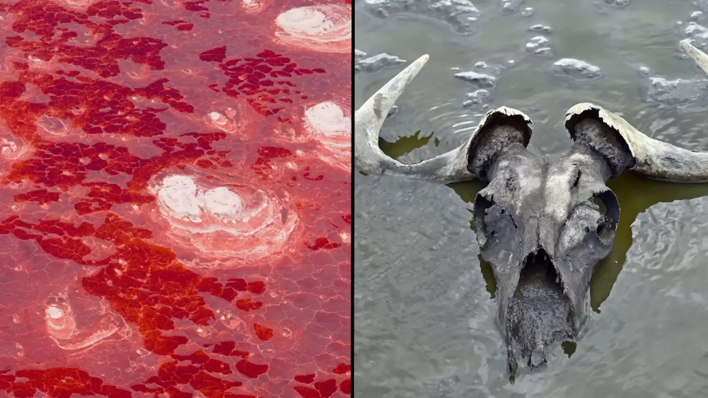 Terrifying lake instantly turns living things that touch it to stone
