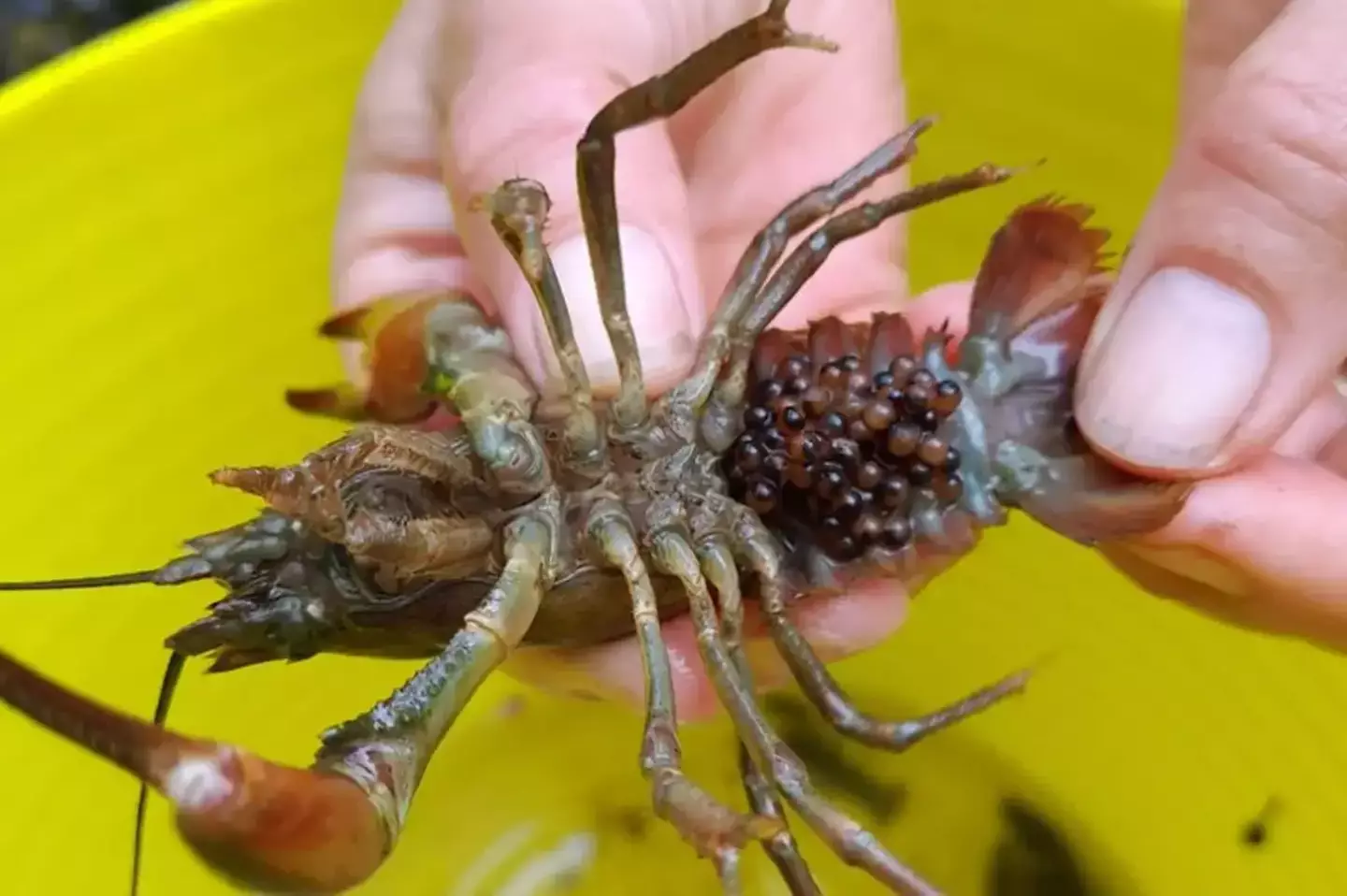 You're allowed to kill these if you see them (NWWT)