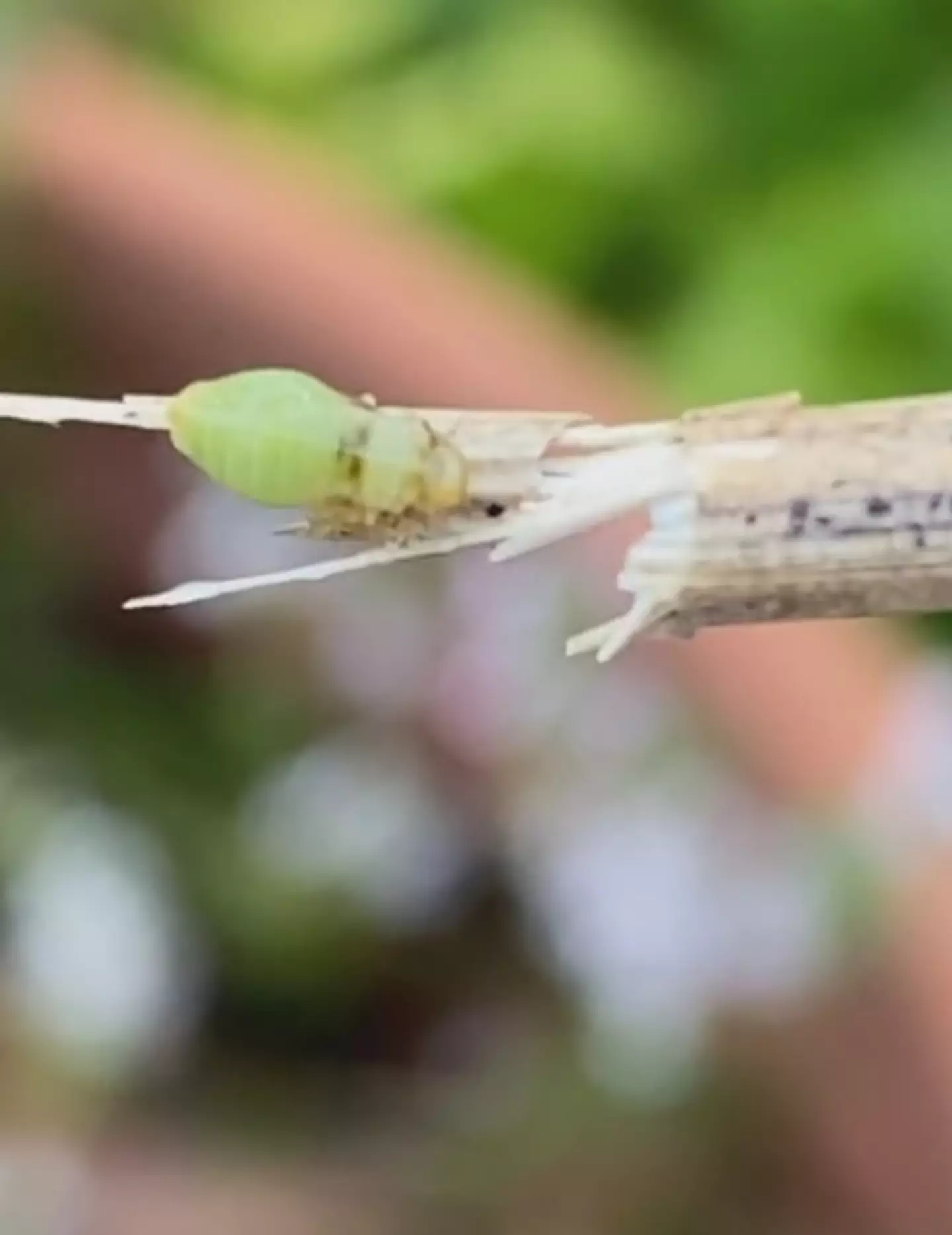 The foam is produced by an insect known as a spittlebug.