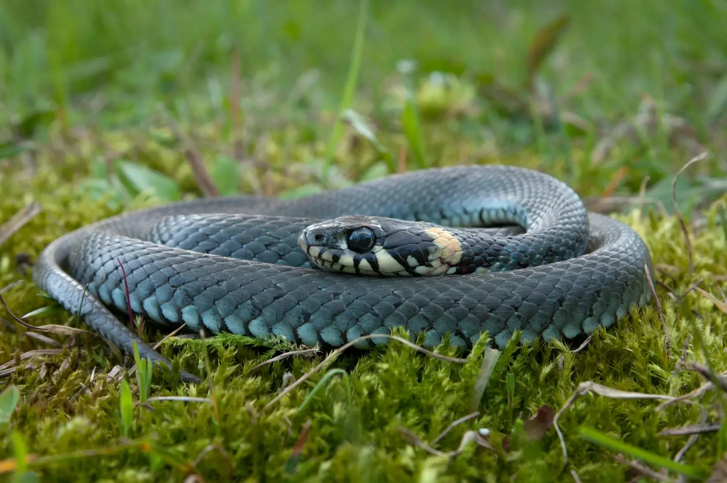 We're pretty sure being bitten to death by a toddler was the last thing the snake expected.