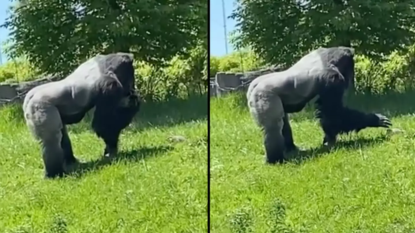 Incredible Footage Shows A Silverback Gorilla Gently Patting A Groundhog