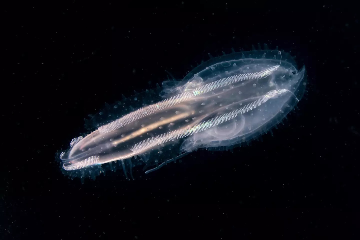 A transluscent comb jelly in West Papua, Indonesia.