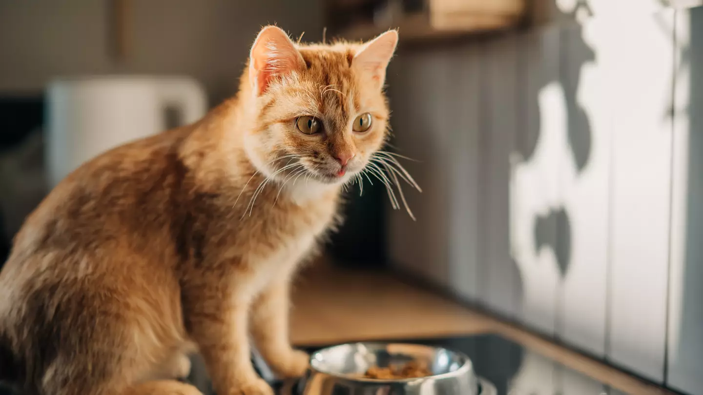 Scientist explains the very creepy reason humans started keeping cats for the first time