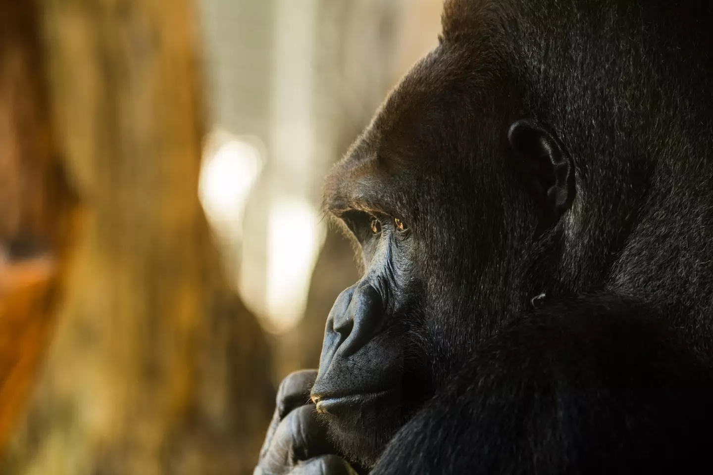 Harambe is also mourned by the gorilla community.