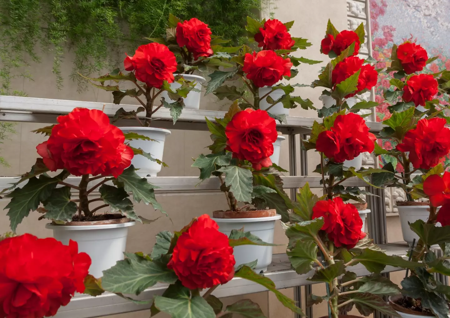 The gardeners were tasked with making sure the 'kimjongilia' begonias were ready in time for the celebration this week.