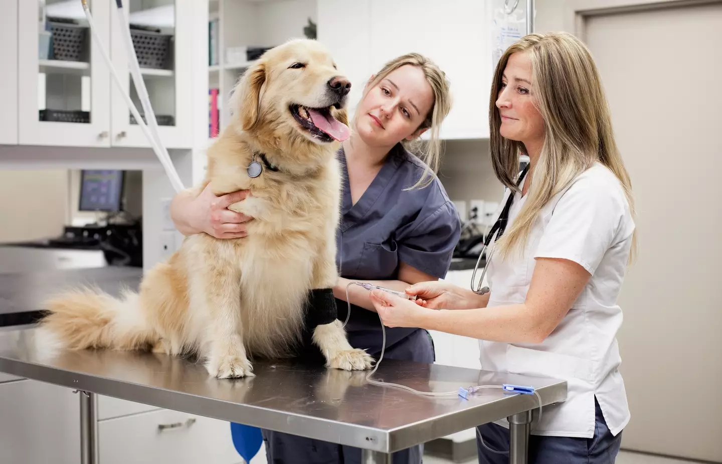 The animal doctors explained dogs search for their owners when left alone.