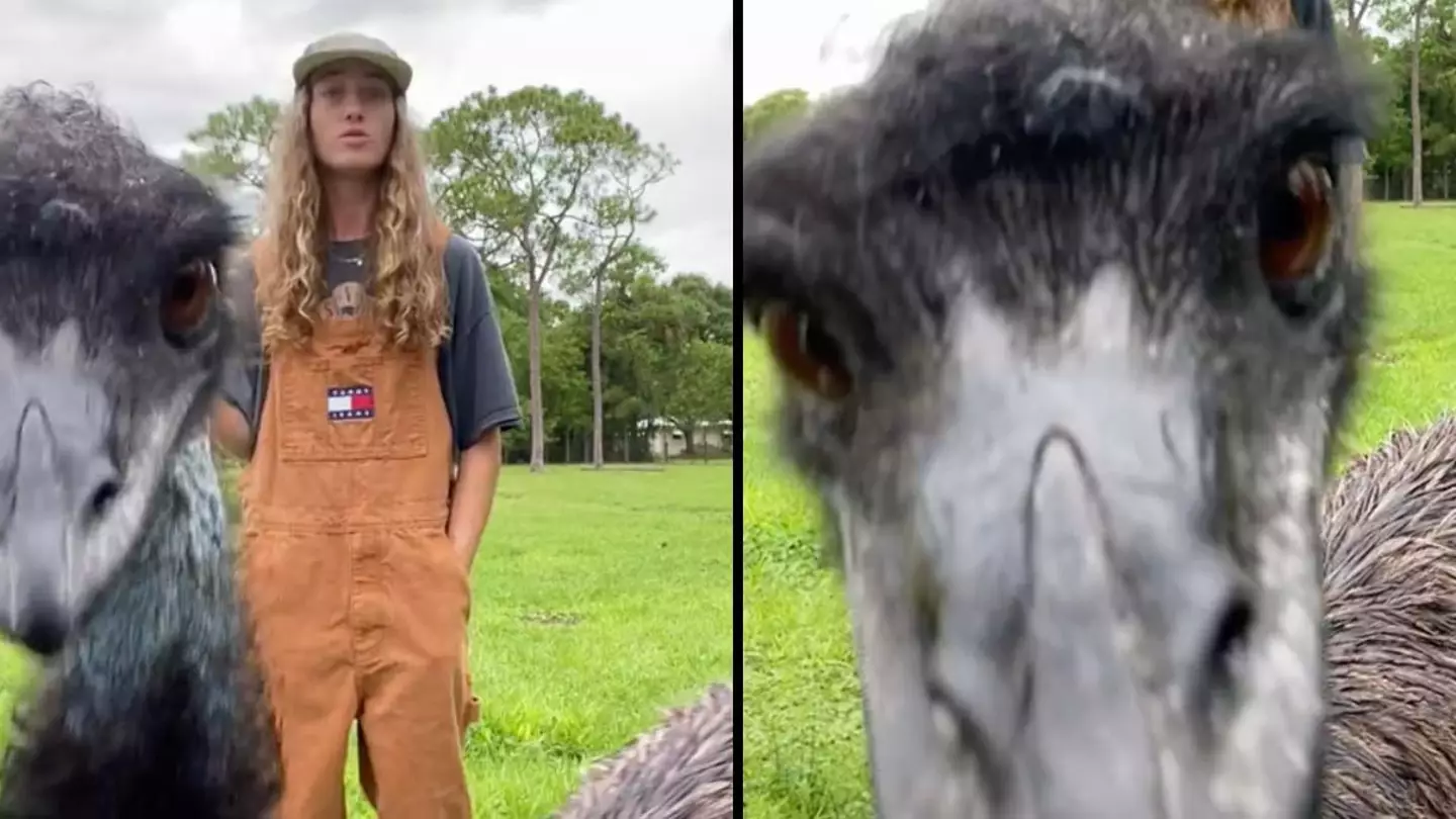 Emmanuel The Emu Completely Upstages Owner In Hilarious Videos